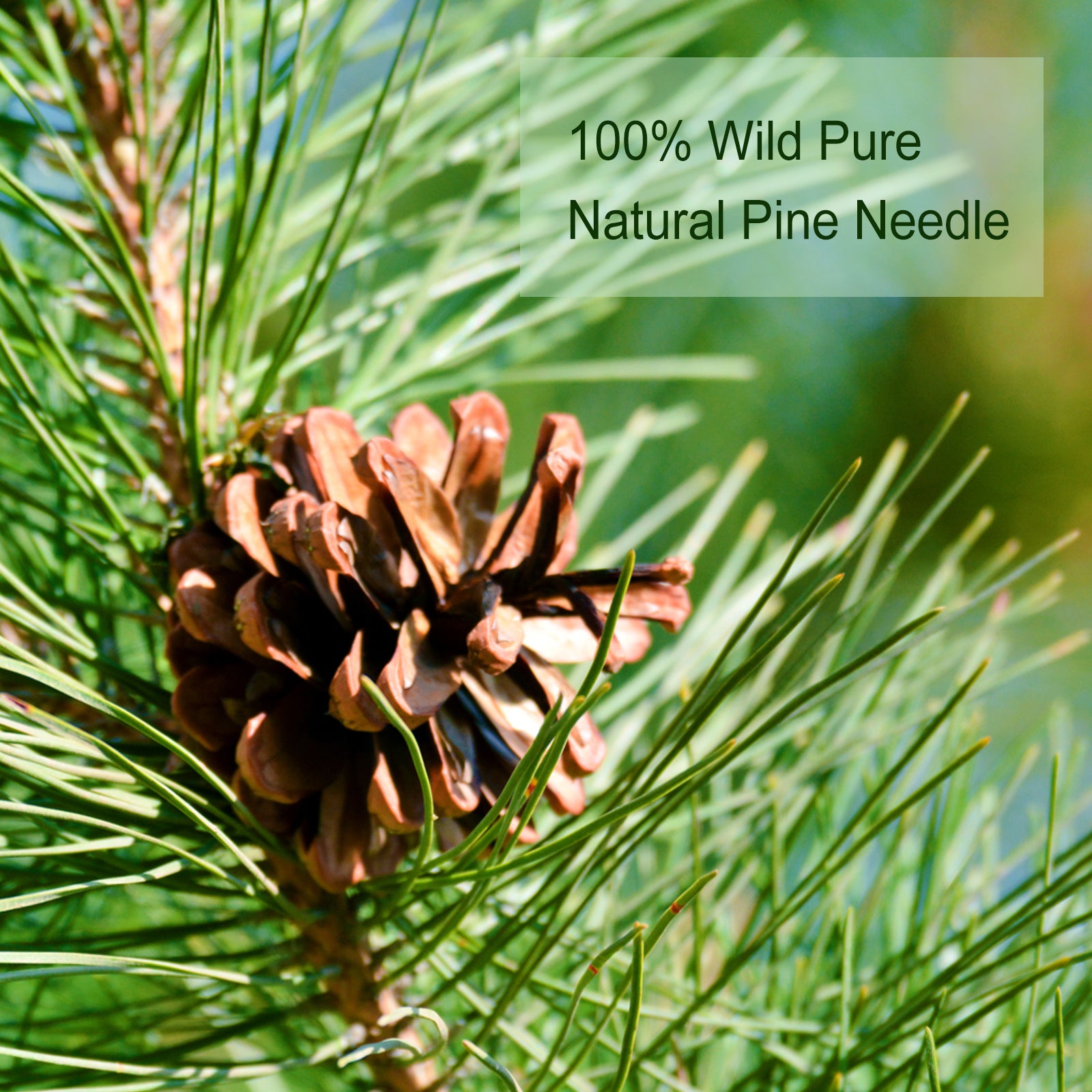 TEARELAE - Pine Needle Tea - 100% Pure Natural Dried Masson Pine Needles Herbal Tea Loose Leaf - CUT & SIFTED - Non-GMO - Caffeine-free - 5oz/142g