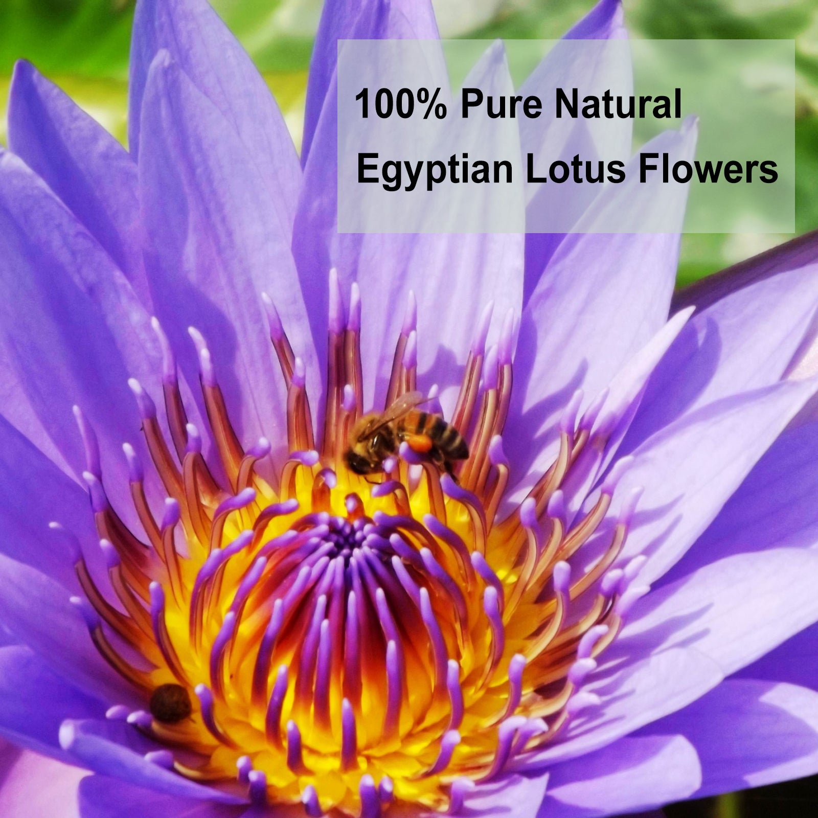 TEARELAE - Premium Egyptian Lotus Herb Whole Flower - 1.5 oz/45g - Premium Dried Lotus Herbal Tea - Non-GMO - Caffeine-free - Improve Sleep Quality